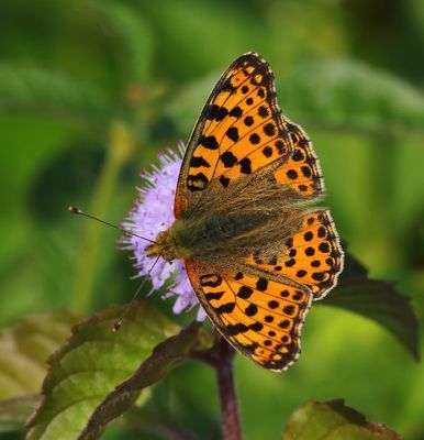 Kleine Parelmoervlinder - Queen Of Spain Fritillary