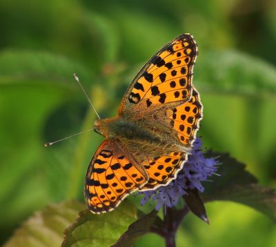 Kleine Parelmoervlinder - Queen Of Spain Fritillary