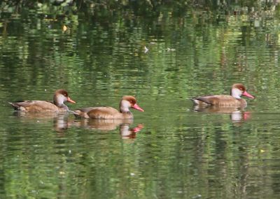 Krooneenden - Red-crested Pochards