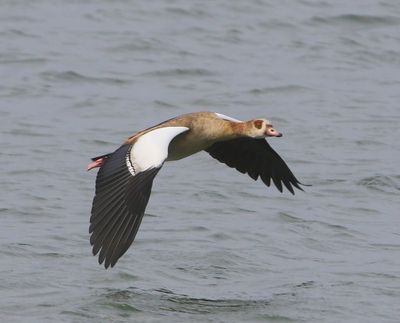 Nijlgans - Egyptian Goose