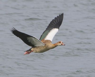 Nijlgans - Egyptian Goose