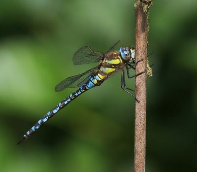 Paardenbijter - Migrant Hawker