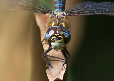 Paardenbijter - Migrant Hawker