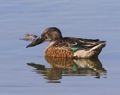 Slobeend - Northern Shoveler