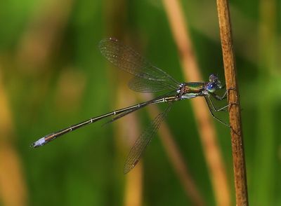 Tengere Pantserjuffer - Small Spreadwing