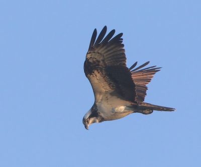 Visarend - Osprey