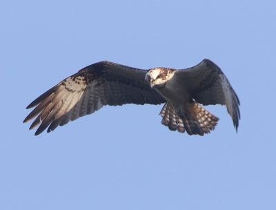 Visarend - Osprey