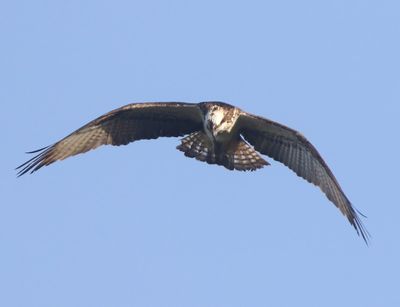 Visarend - Osprey