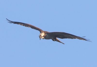 Visarend - Osprey