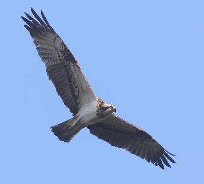Visarend - Osprey