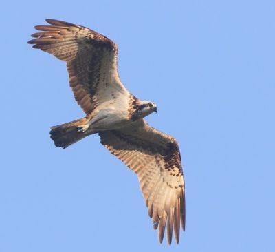 Visarend - Osprey