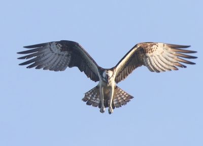 Visarend - Osprey