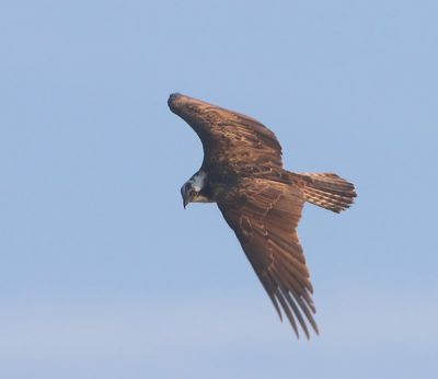 Visarend - Osprey