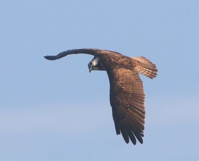 Visarend - Osprey
