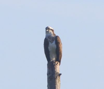Visarend - Osprey