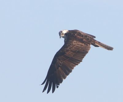 Visarend - Osprey