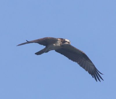 Visarend - Osprey