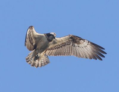Visarend - Osprey