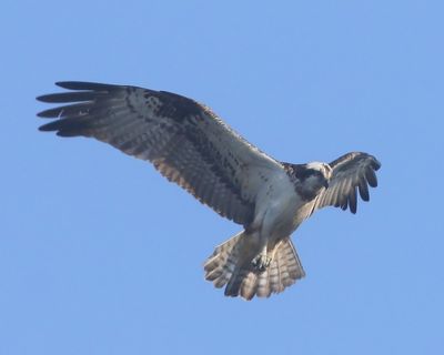 Visarend - Osprey