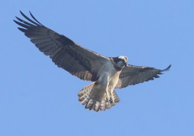 Visarend - Osprey
