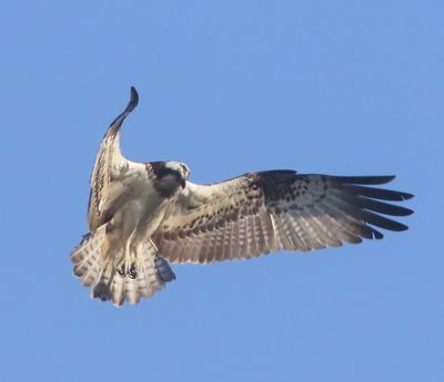 Visarend - Osprey