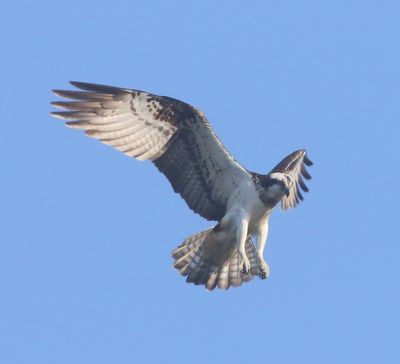 Visarend - Osprey