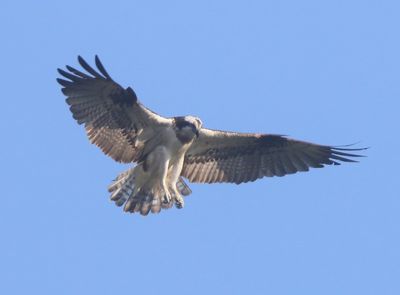 Visarend - Osprey