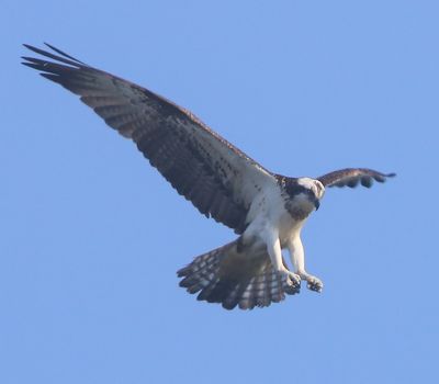Visarend - Osprey
