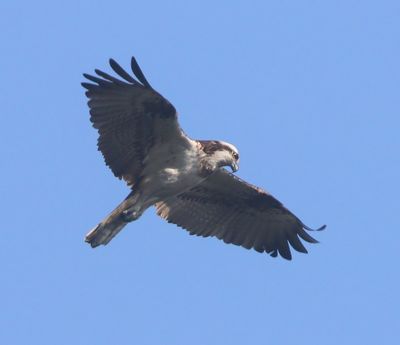 Visarend - Osprey