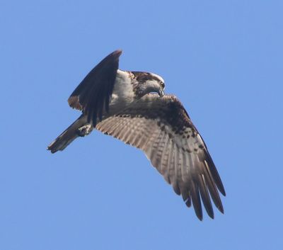 Visarend - Osprey
