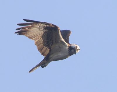 Visarend - Osprey