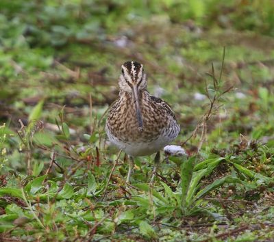 Watersnip - Common Snipe