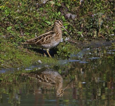 Watersnip - Common Snipe