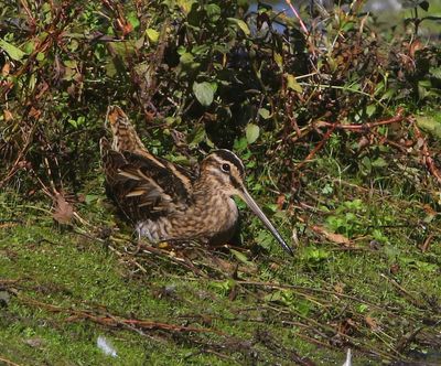 Watersnip - Common Snipe