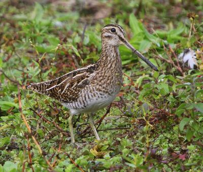Watersnip - Common Snipe