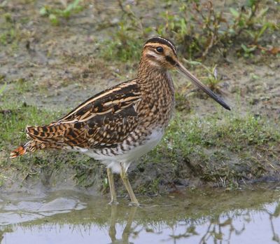 Watersnip - Common Snipe