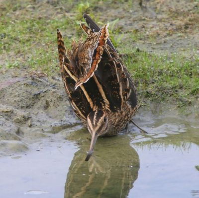Watersnip - Common Snipe