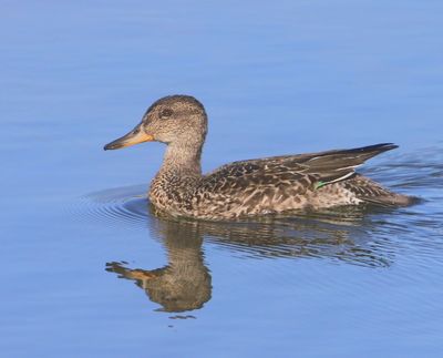 Wintertaling - Common Teal_