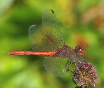 Zuidelijke Heidelibel - Southern Darter