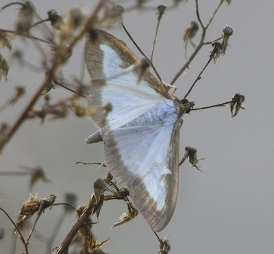 Buxusmot - Box Tree Moth