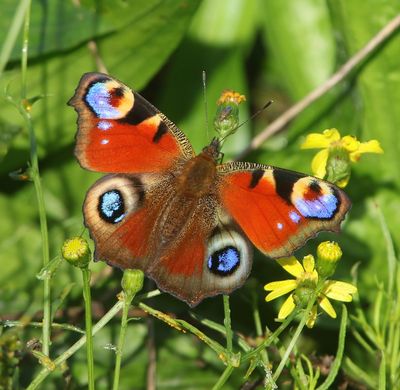 Dagpauwoog - Peacock Butterfly
