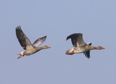 Grauwe Ganzen - Greylag Geese