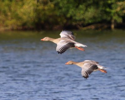 Grauwe Ganzen - Greylag Geese