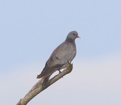 Holenduif - Stock Dove