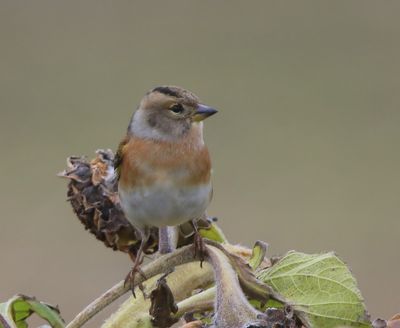 Keep - Brambling