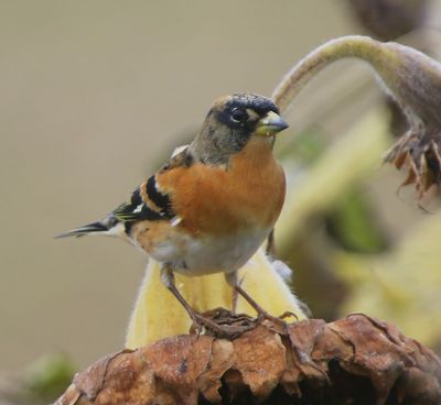 Keep - Brambling