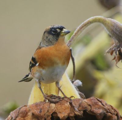 Keep - Brambling