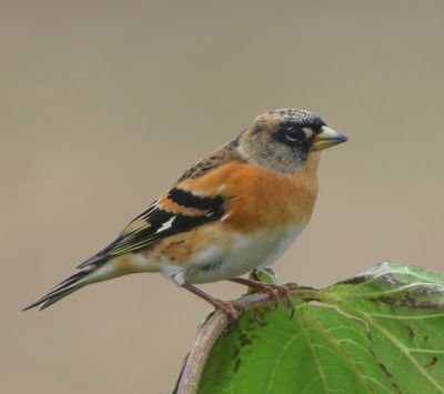 Keep - Brambling