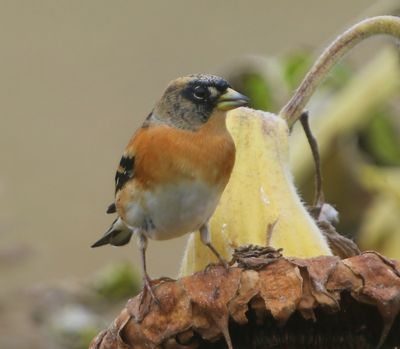 Keep - Brambling