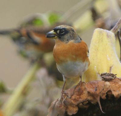 Keep - Brambling